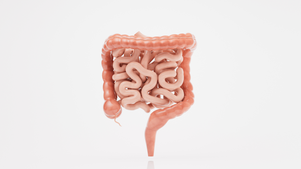 Isquemia Mesentérica: Causas, Sintomas e Tratamento Vascular | Angioclínica